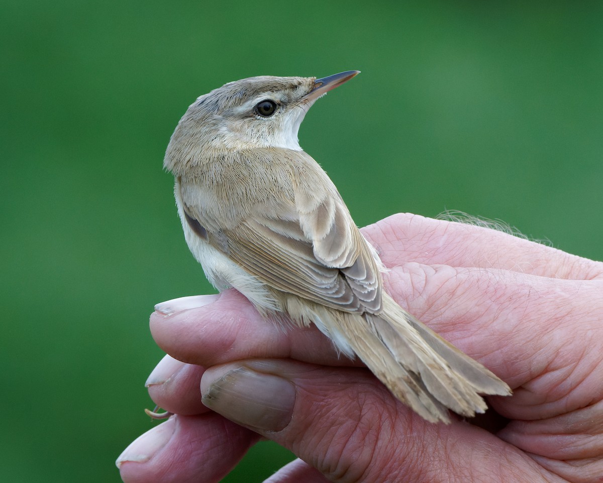 rákosník plavý - ML623872075