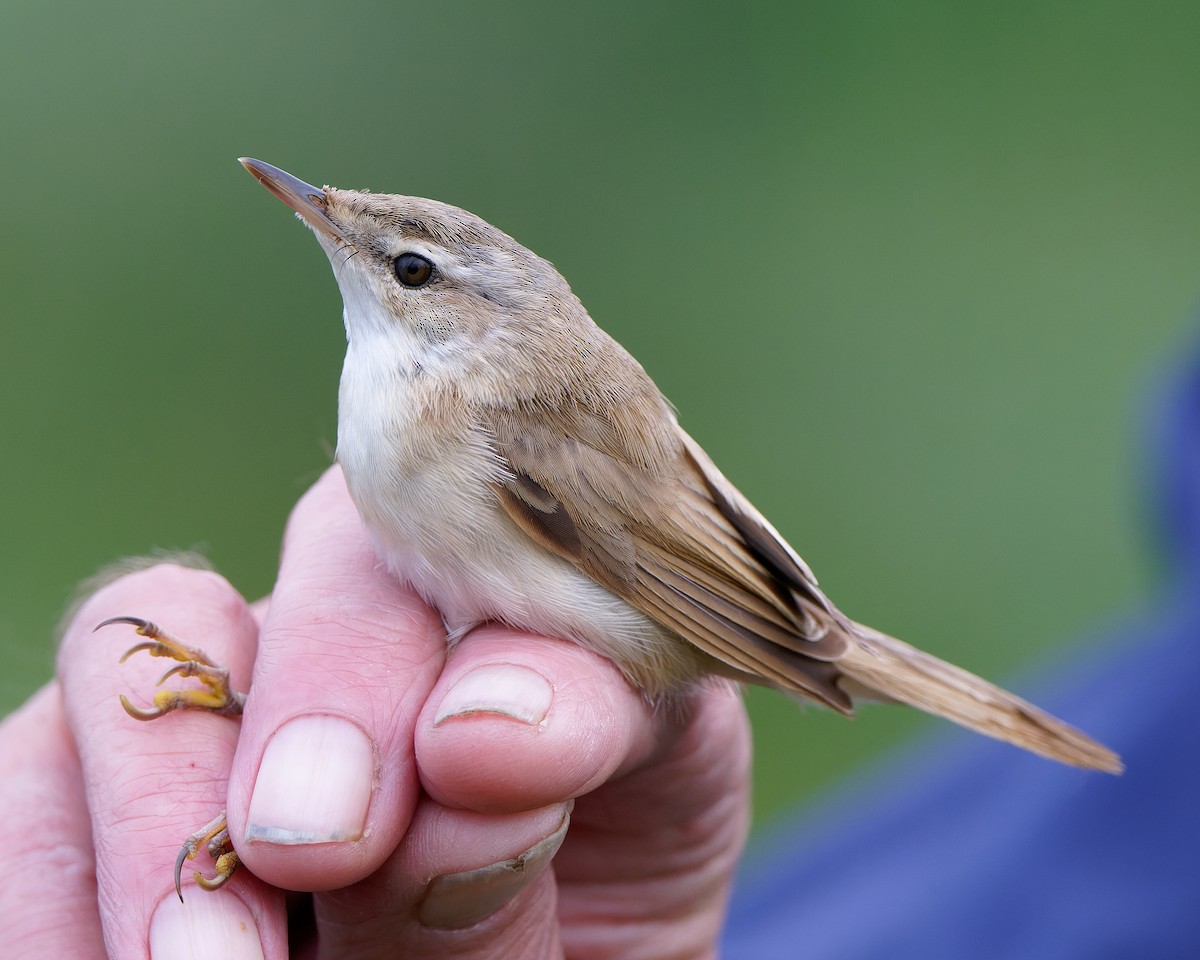 rákosník plavý - ML623872076