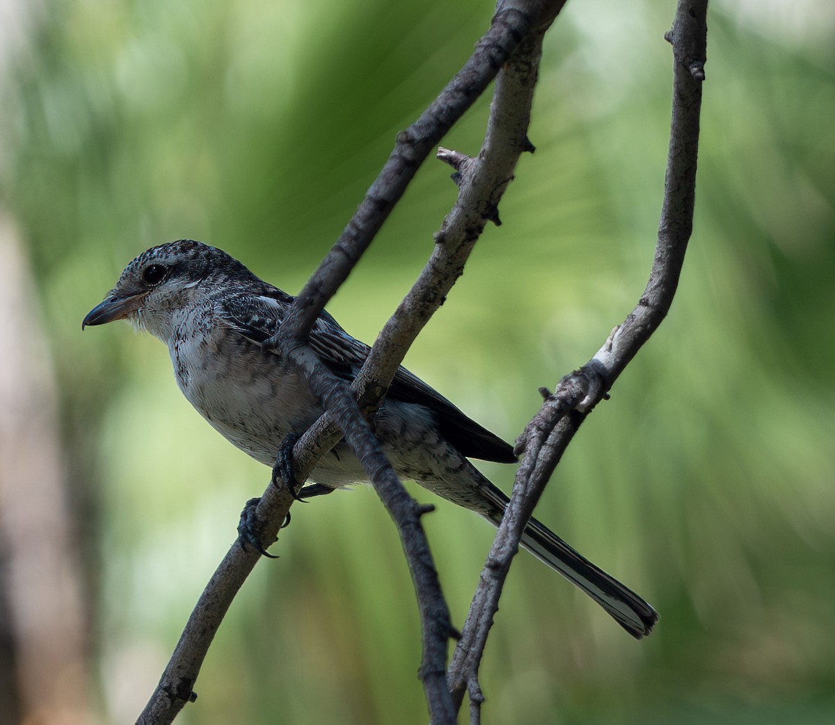 Masked Shrike - ML623872083