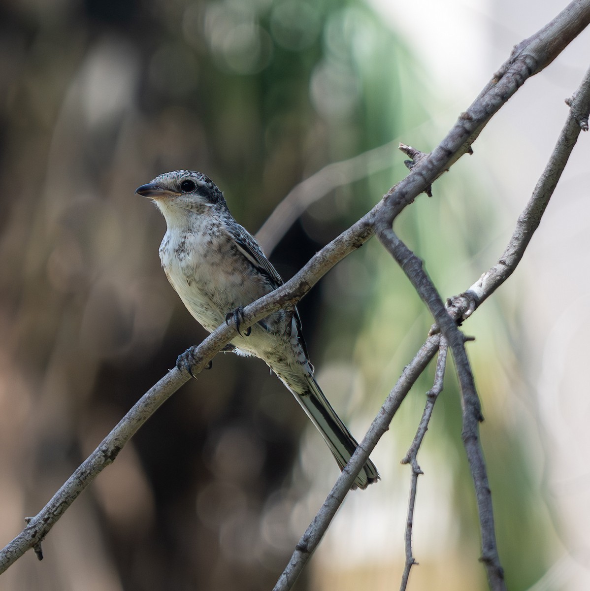 Masked Shrike - ML623872084