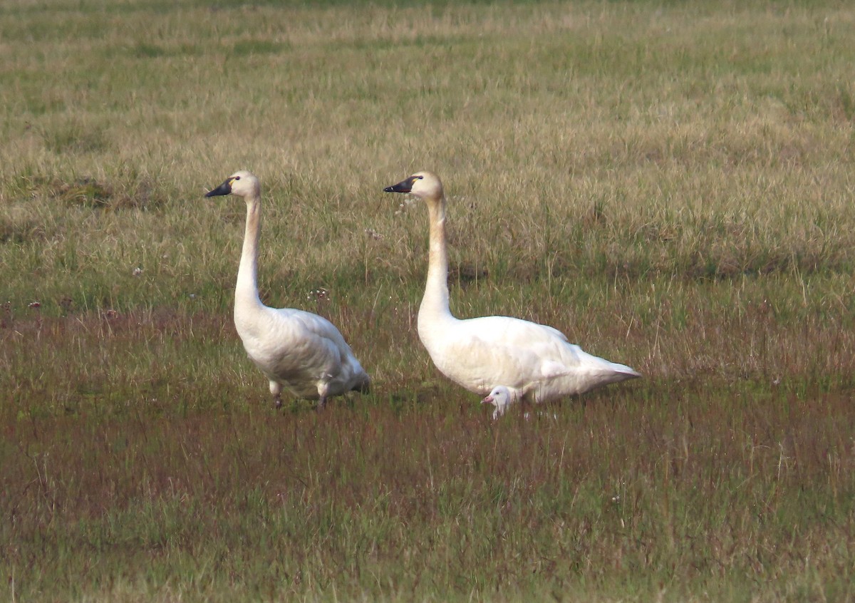 Tundra Swan - ML623872122