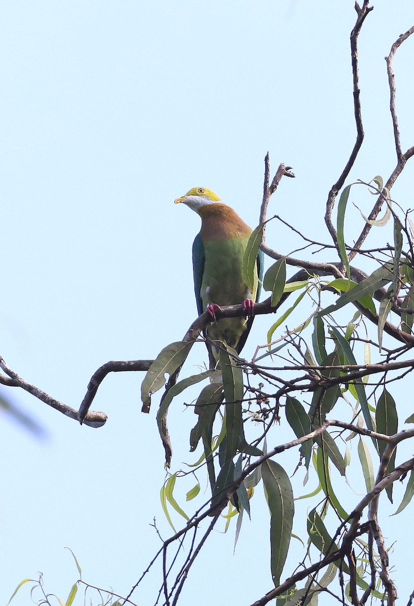 Pink-spotted Fruit-Dove - ML623872135