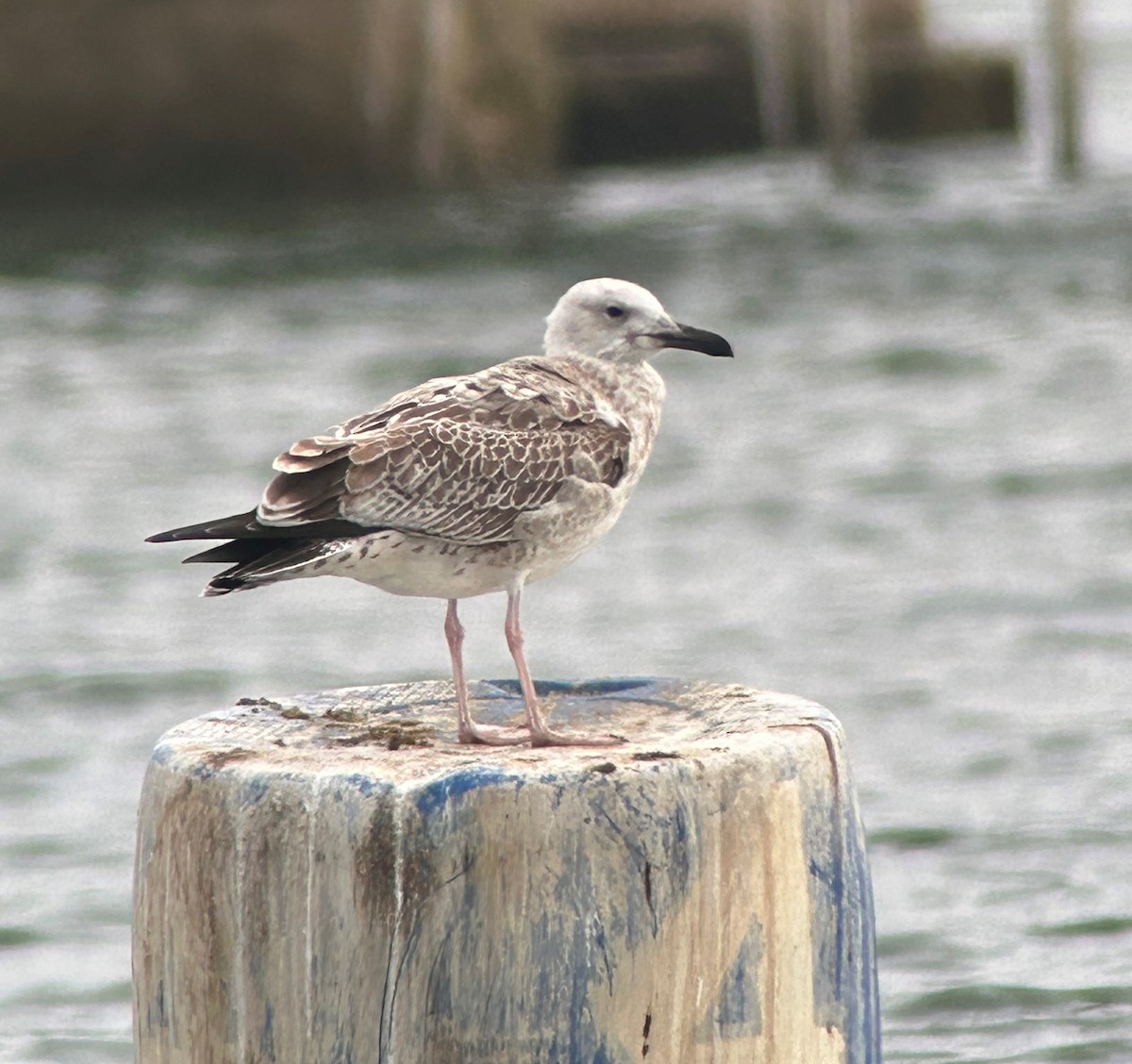 Caspian Gull - ML623872138