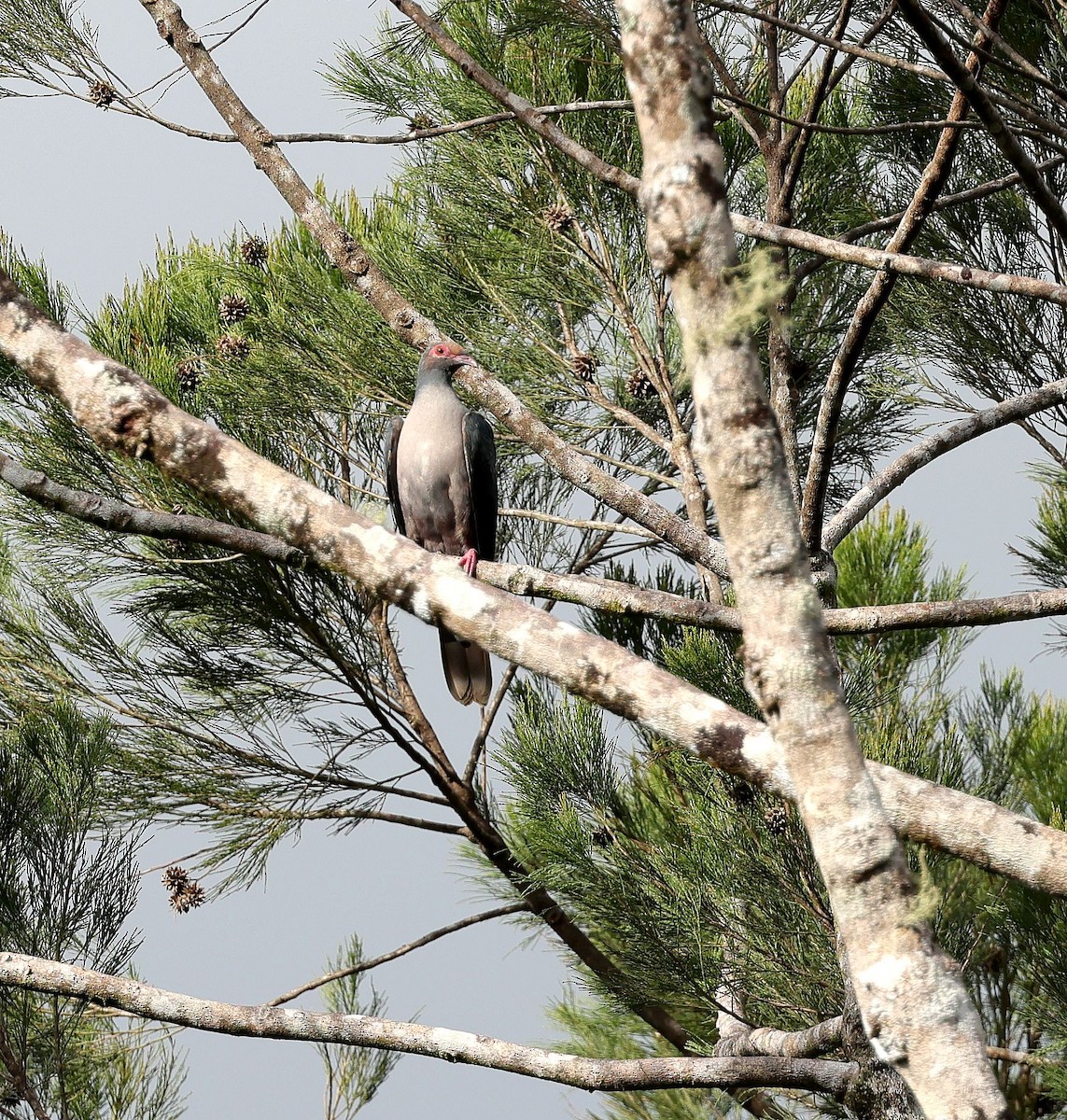 Papuan Mountain-Pigeon - Mika Ohtonen