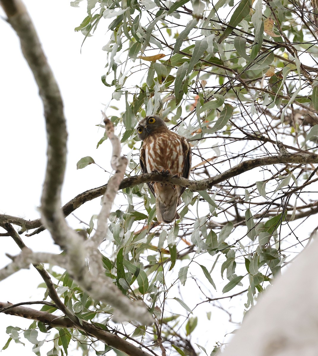 Barking Owl - ML623872149