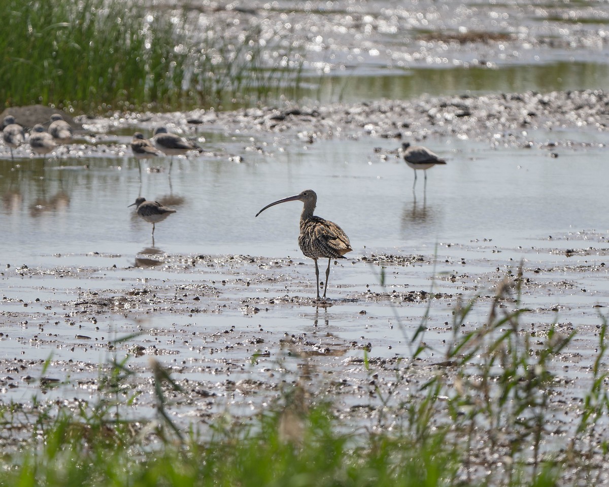 Far Eastern Curlew - ML623872150