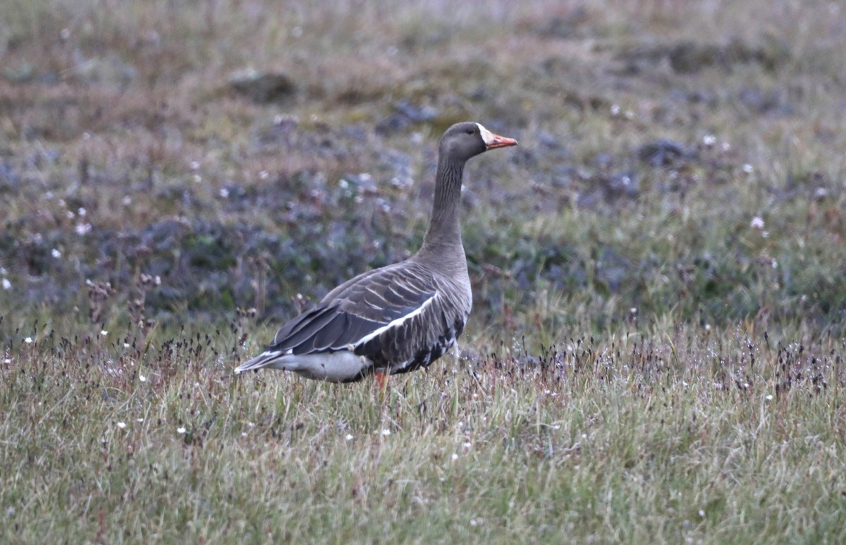 Greater White-fronted Goose - ML623872181