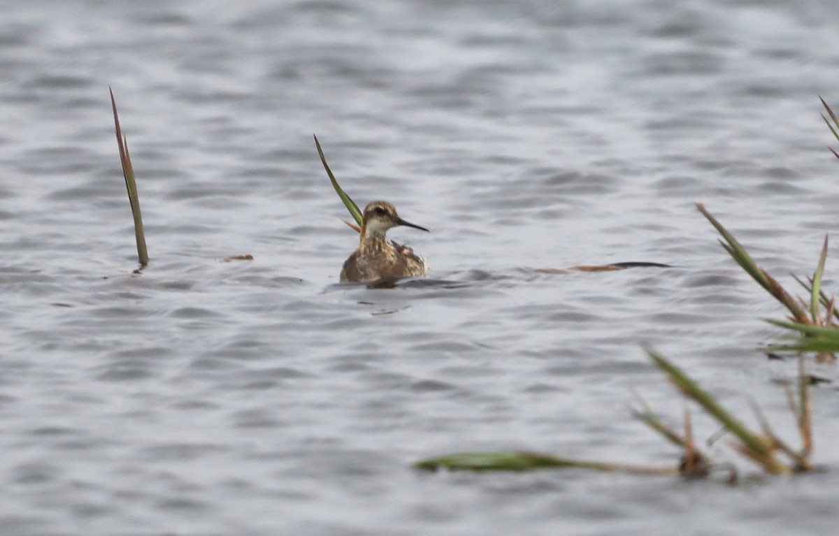 Red-necked Phalarope - ML623872184