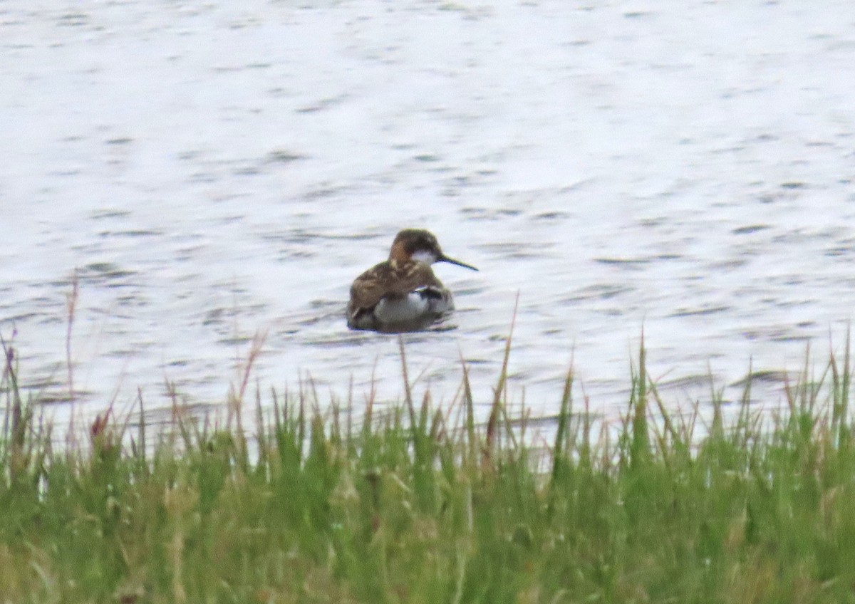 Red-necked Phalarope - ML623872185