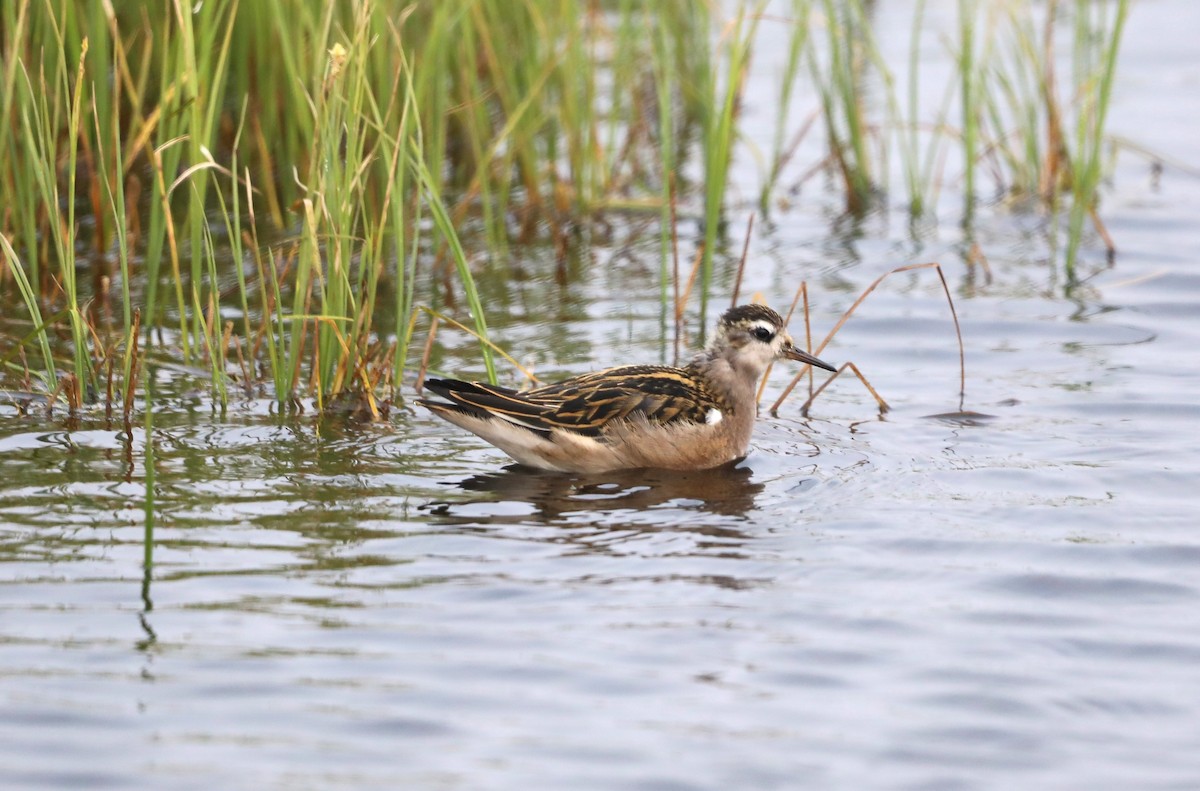 Red Phalarope - ML623872187