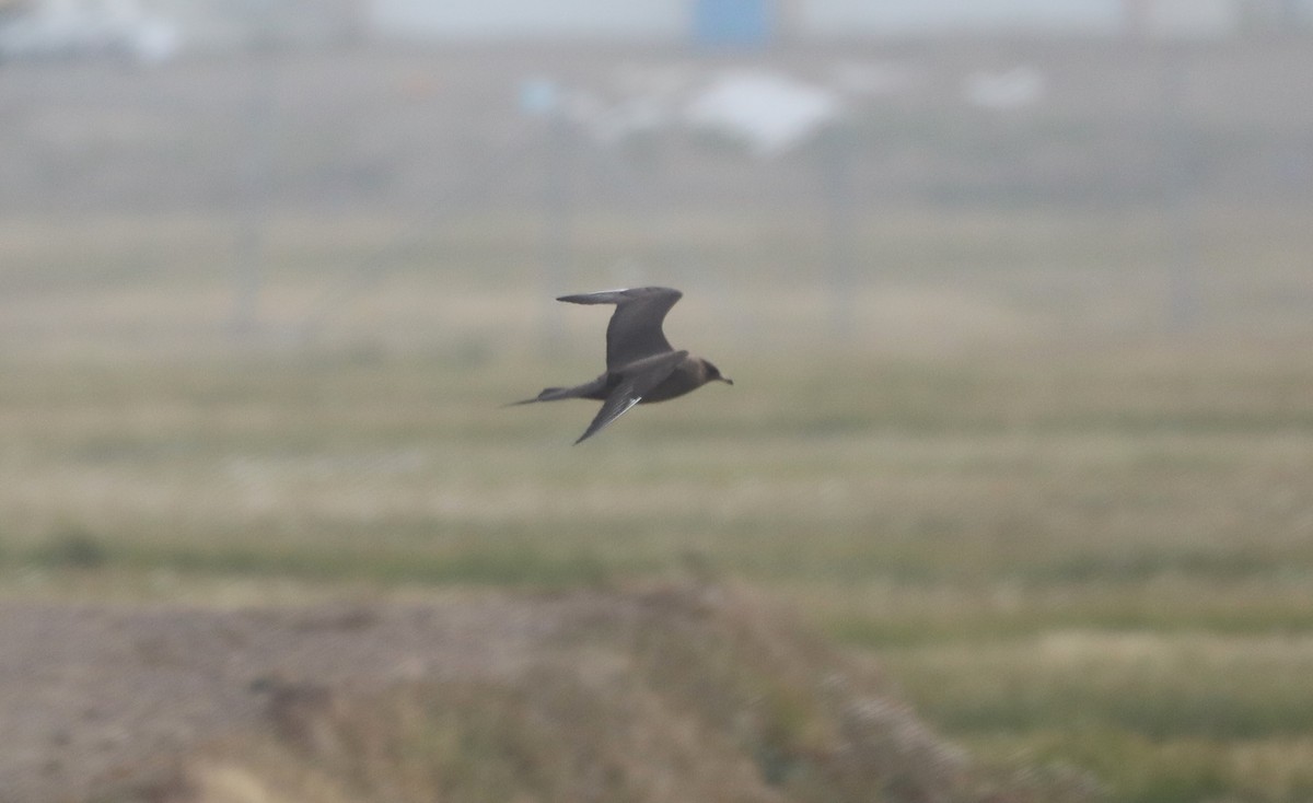 Long-tailed Jaeger - ML623872192