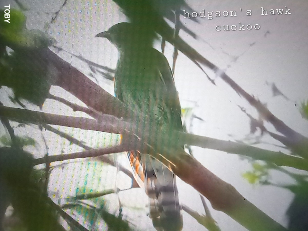 Hodgson's Hawk-Cuckoo - ML623872194