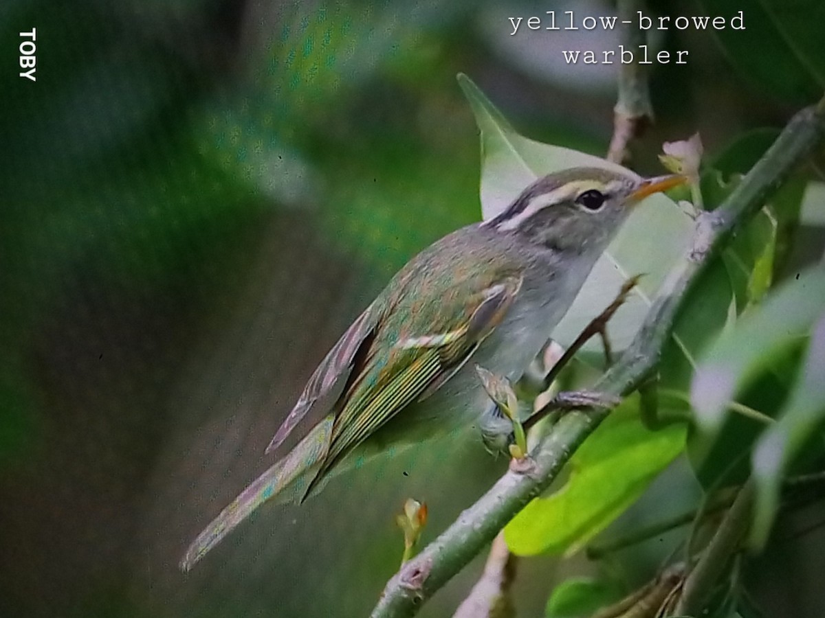 Yellow-browed Warbler - ML623872220