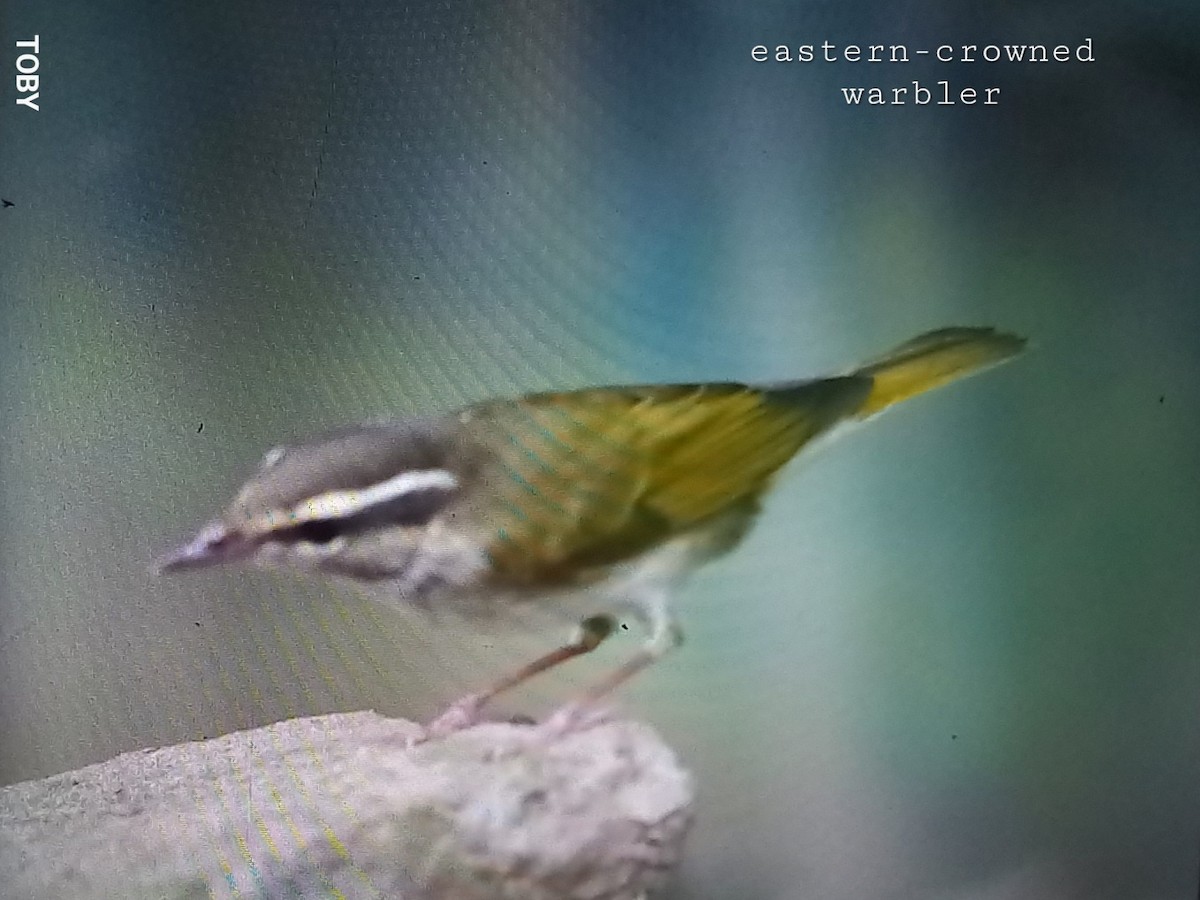 Eastern Crowned Warbler - ML623872222