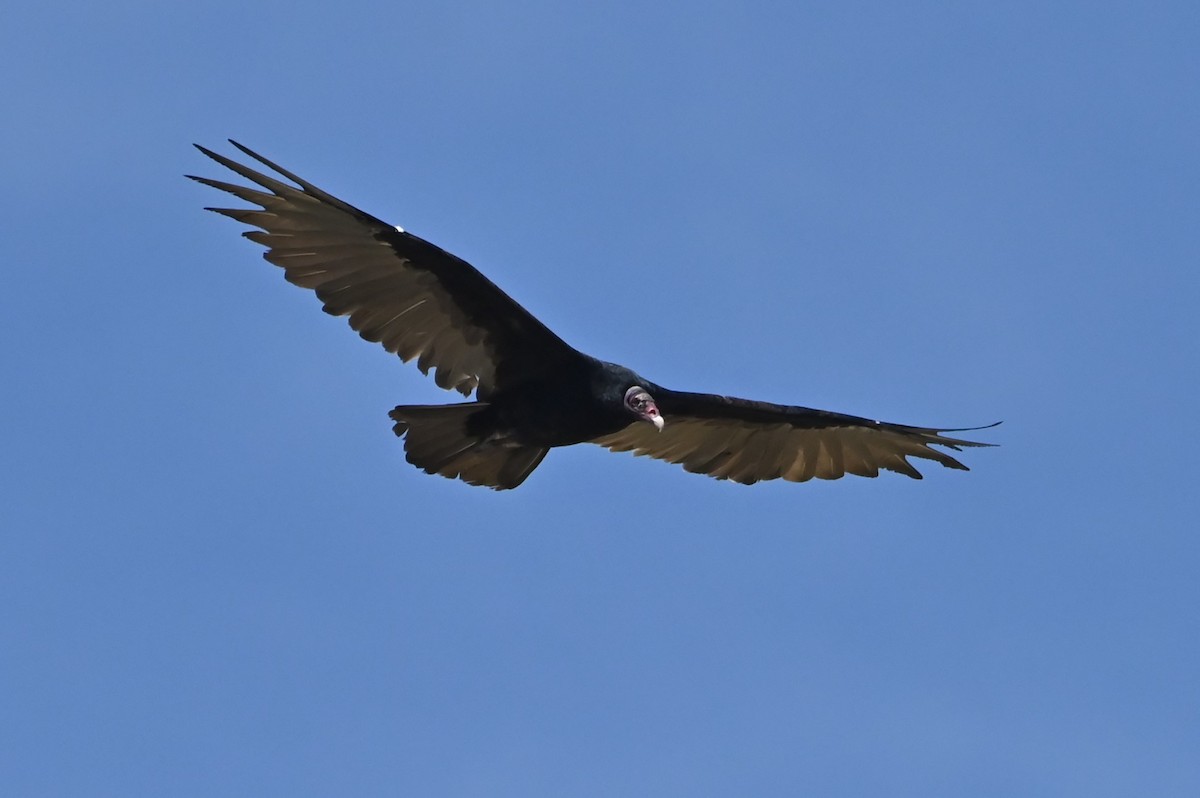eBird Checklist - 11 Sep 2024 - Baca Co Rd M--east of Hwy 287 - 9 species