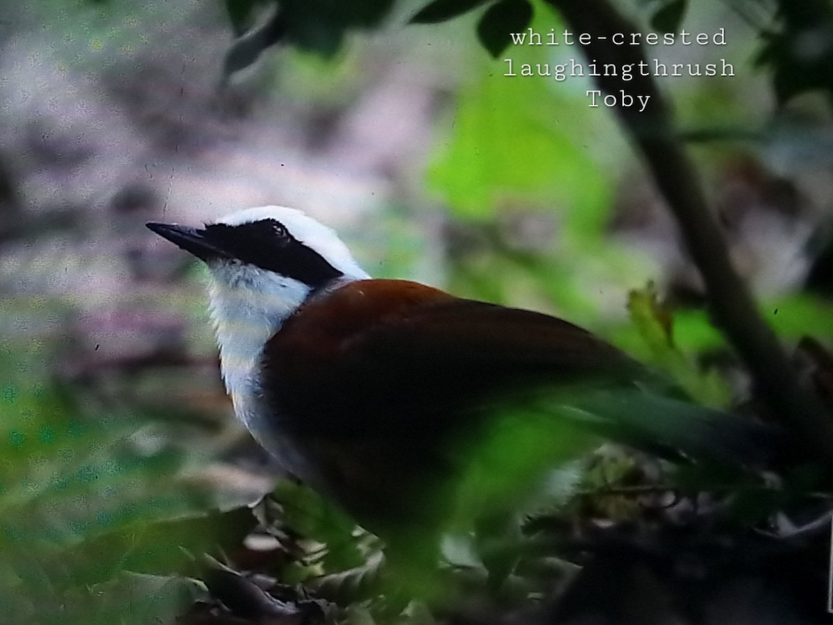 White-crested Laughingthrush - ML623872226