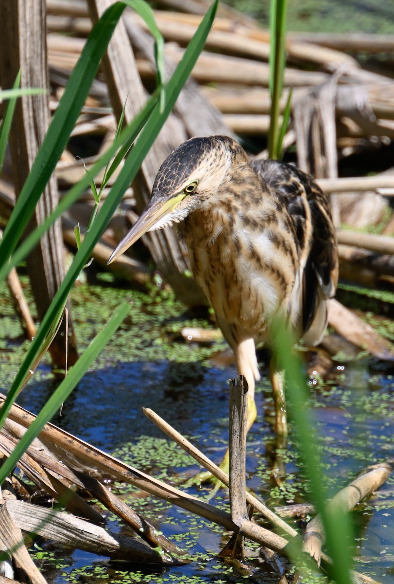 Little Bittern - ML623872228