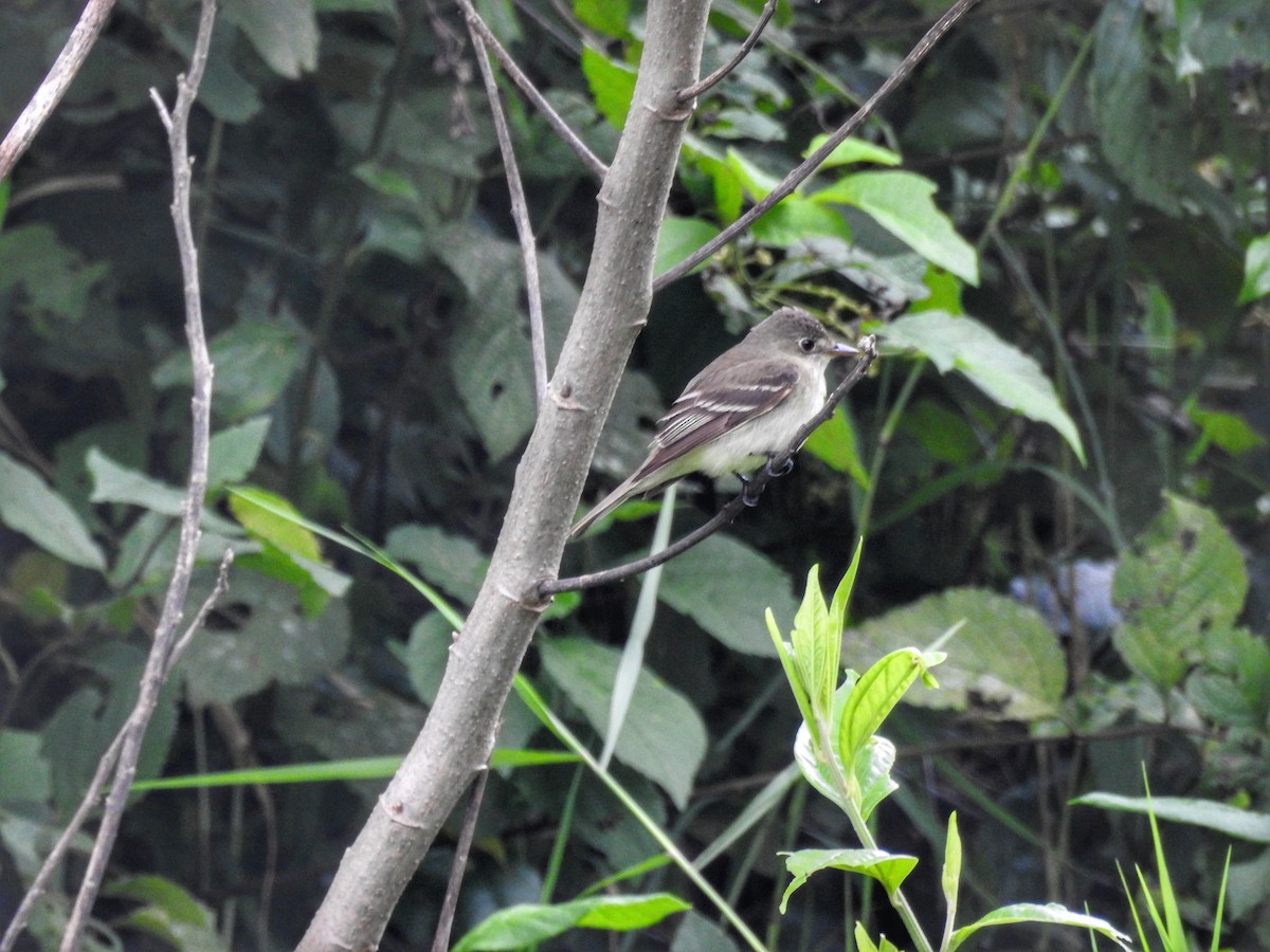 Alder Flycatcher - ML623872232