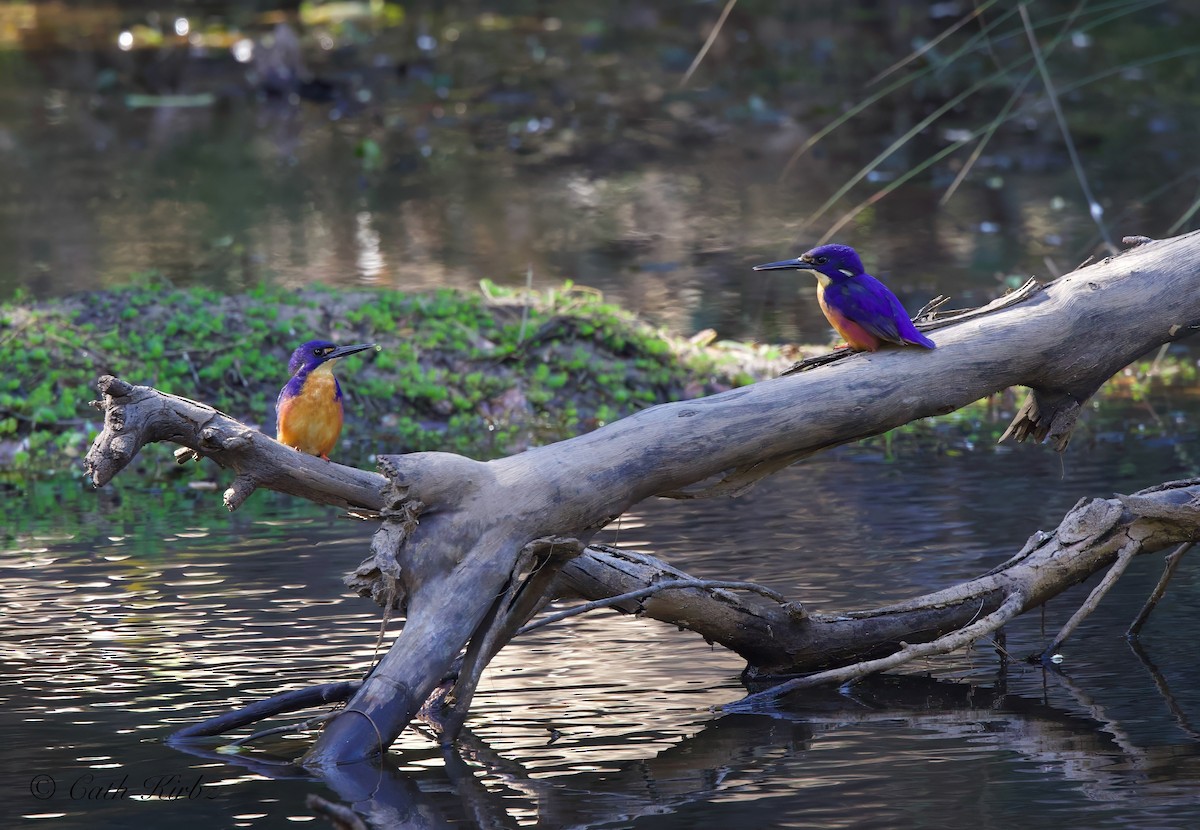 Azure Kingfisher - ML623872239