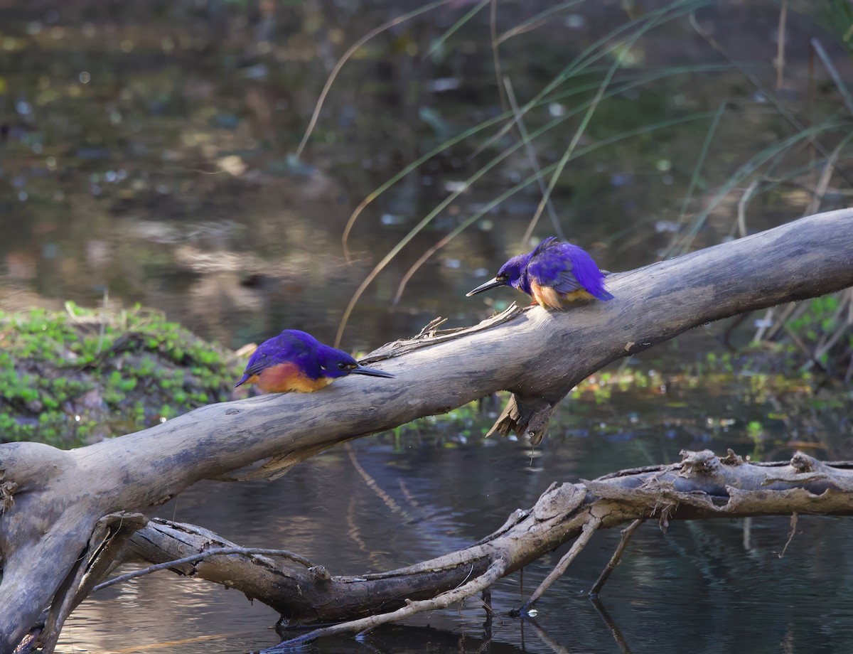 Azure Kingfisher - ML623872240