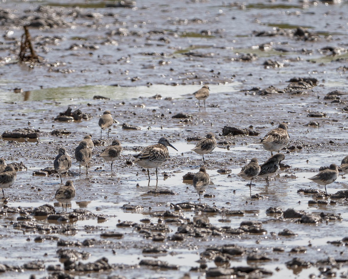 Great Knot - ML623872247