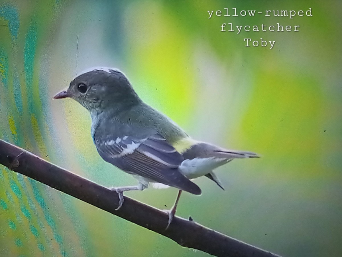 Yellow-rumped Flycatcher - ML623872252