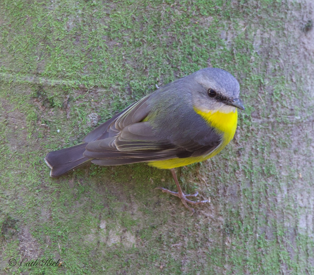 Eastern Yellow Robin - ML623872257