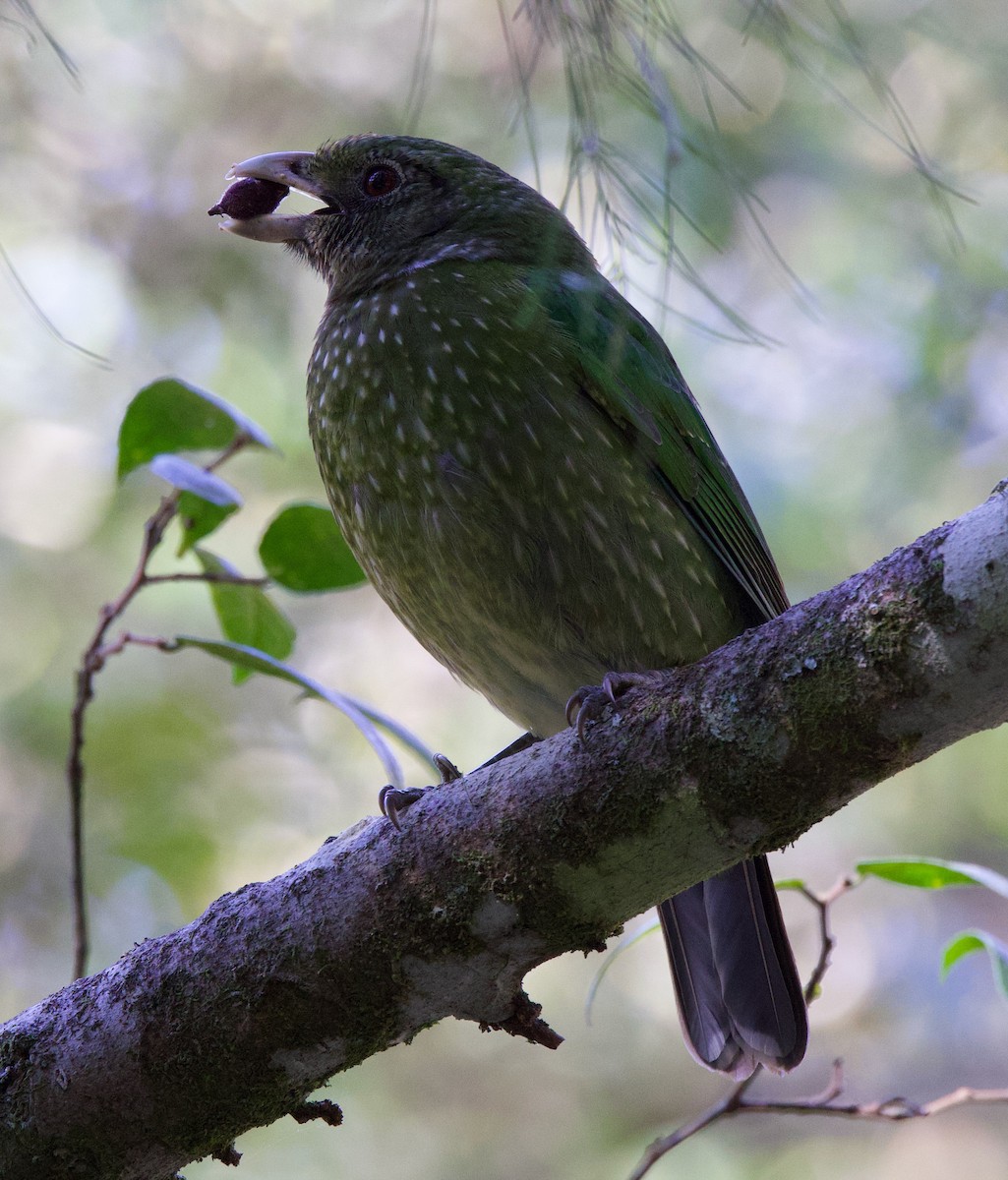 Green Catbird - ML623872261