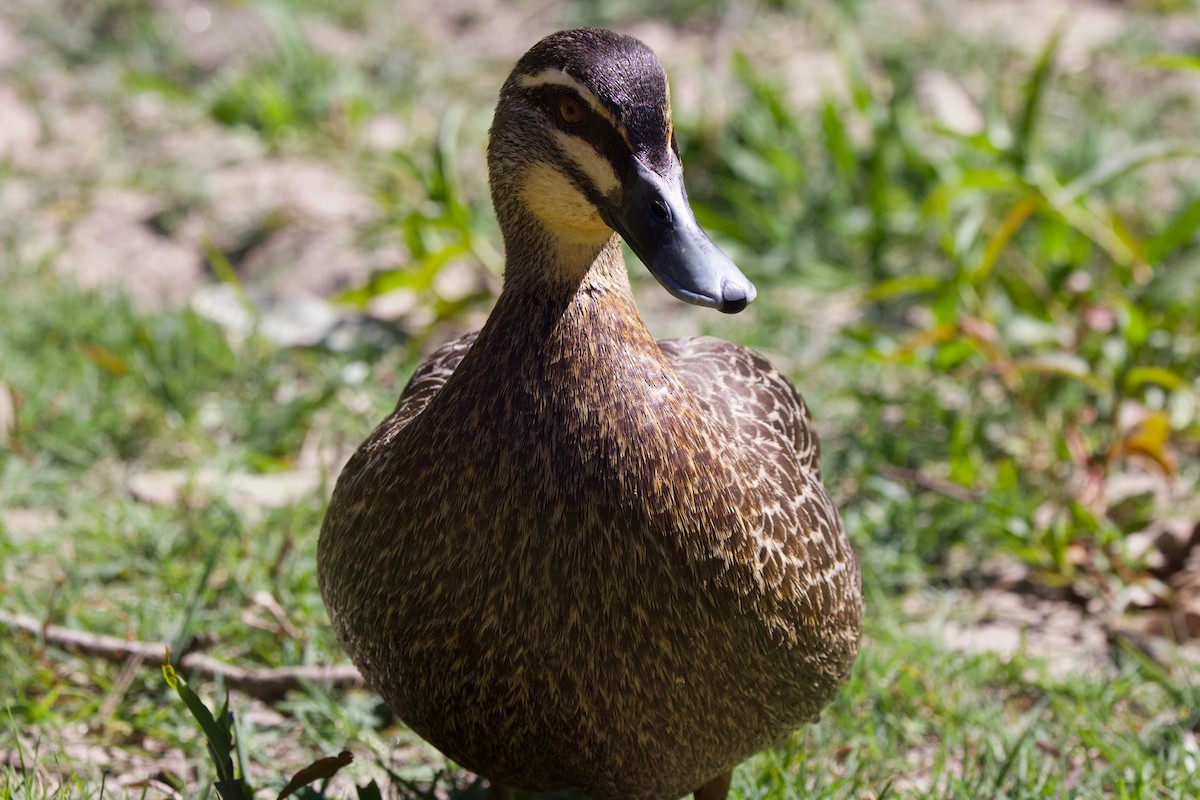 Pacific Black Duck - ML623872267