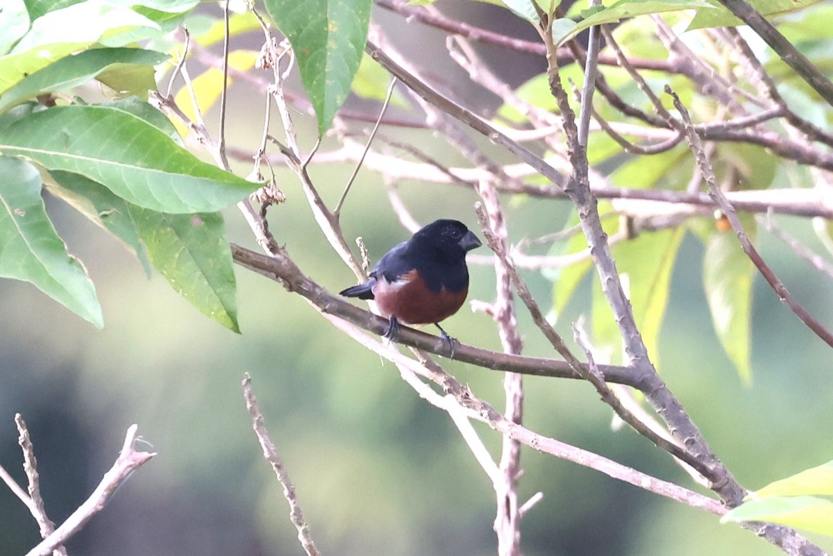 Chestnut-bellied Seed-Finch - ML623872268