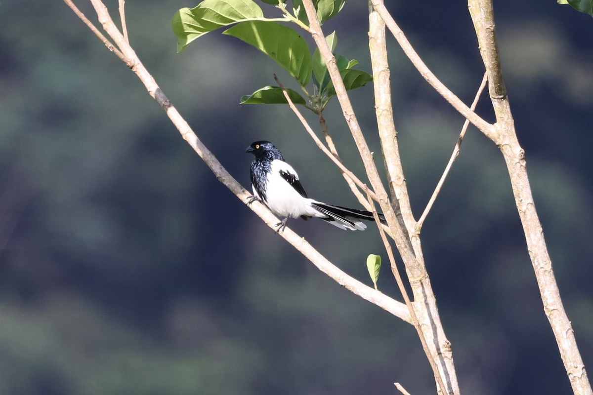 Magpie Tanager - ML623872272