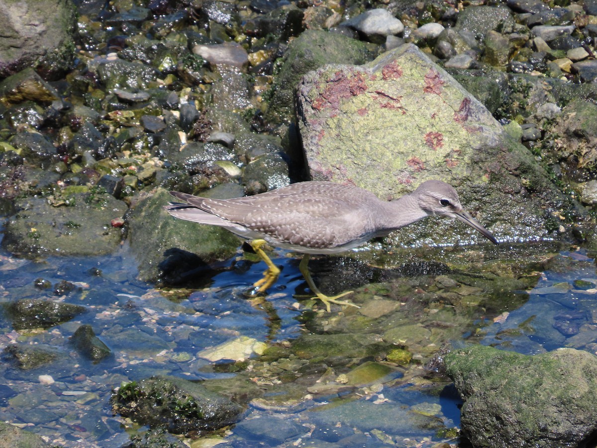 Gray-tailed Tattler - ML623872275