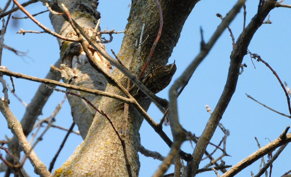 Brown Creeper - ML623872280