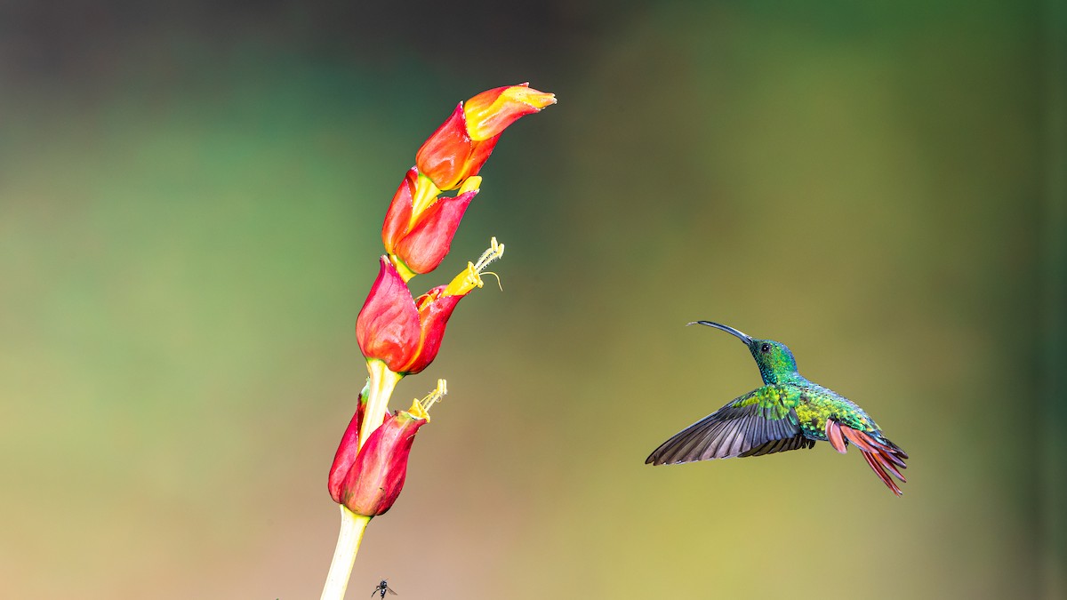 Green-breasted Mango - ML623872285