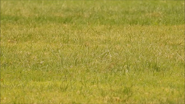 Ногоон дууч шувуу - ML623872287