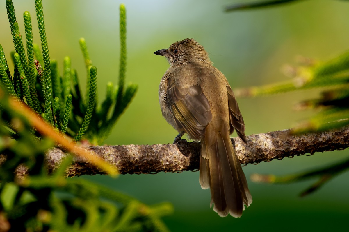 Streak-eared Bulbul - ML623872290