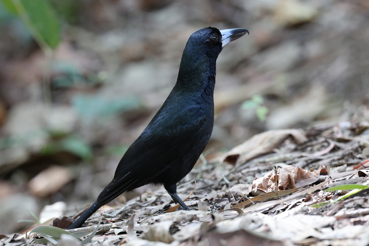 Black Butcherbird - ML623872291