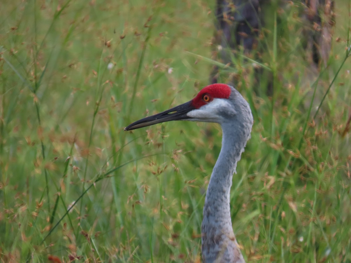 Sandhill Crane - ML623872309