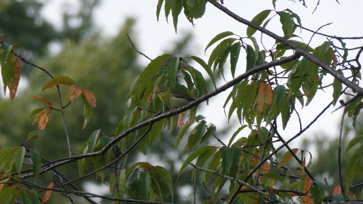 Tennessee Warbler - ML623872332