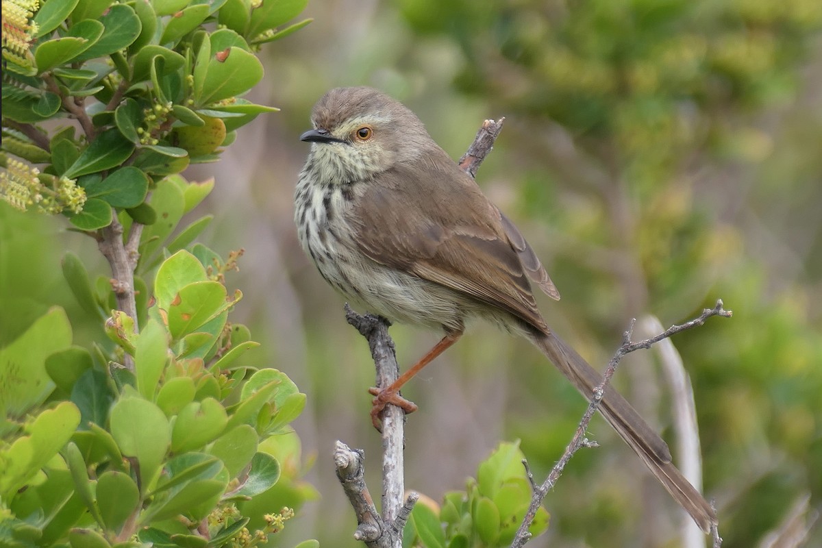 Karoo Prinia - ML623872345