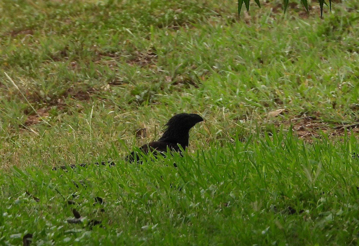 Groove-billed Ani - Cisca  Rusch