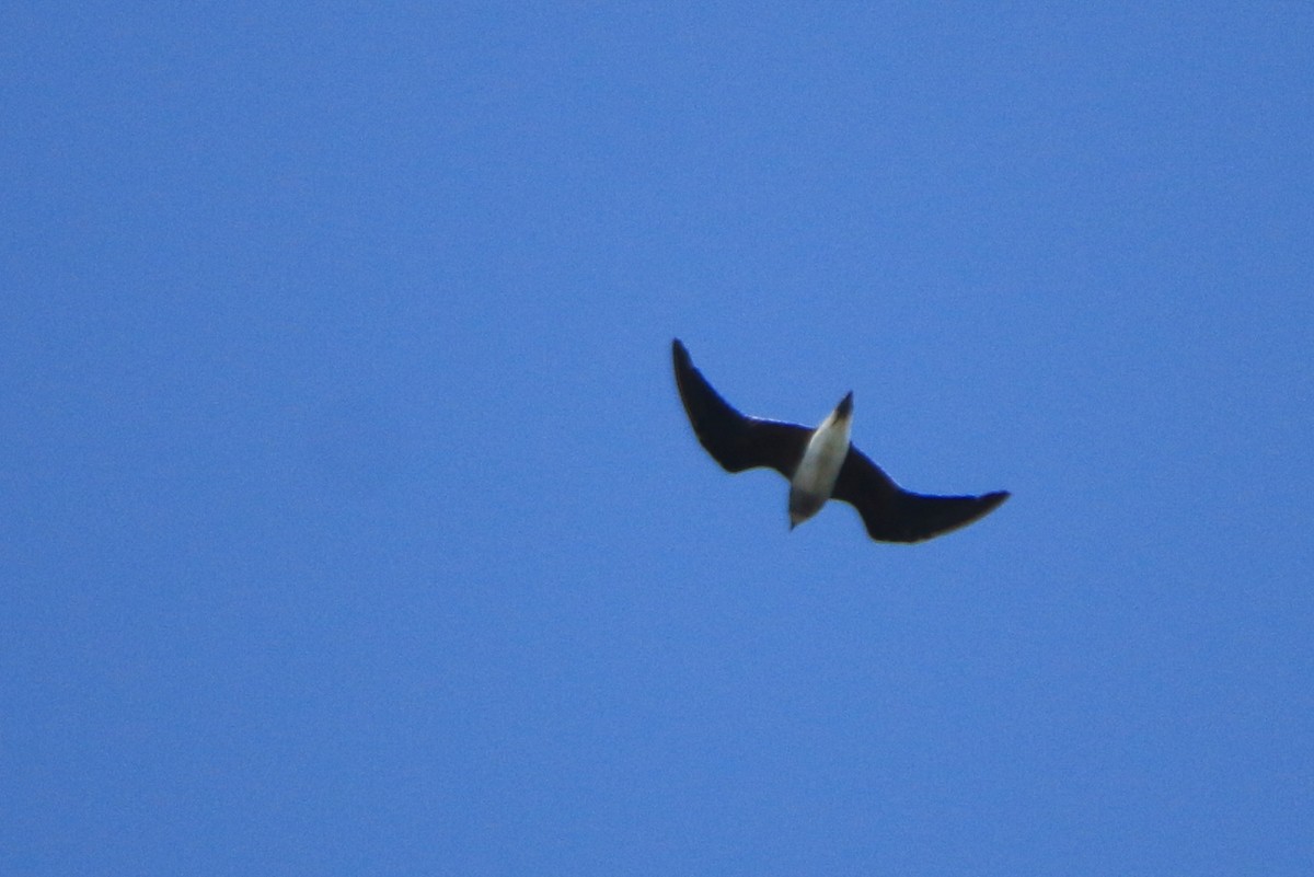 Small Pratincole - ML623872444