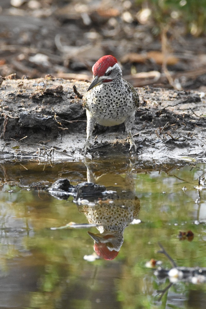 Дятлик плямистий - ML623872476