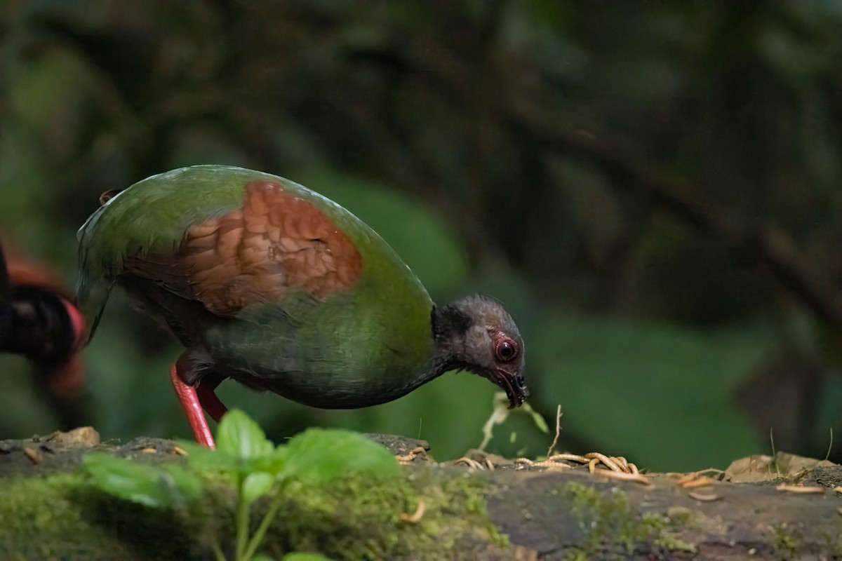 Crested Partridge - ML623872505