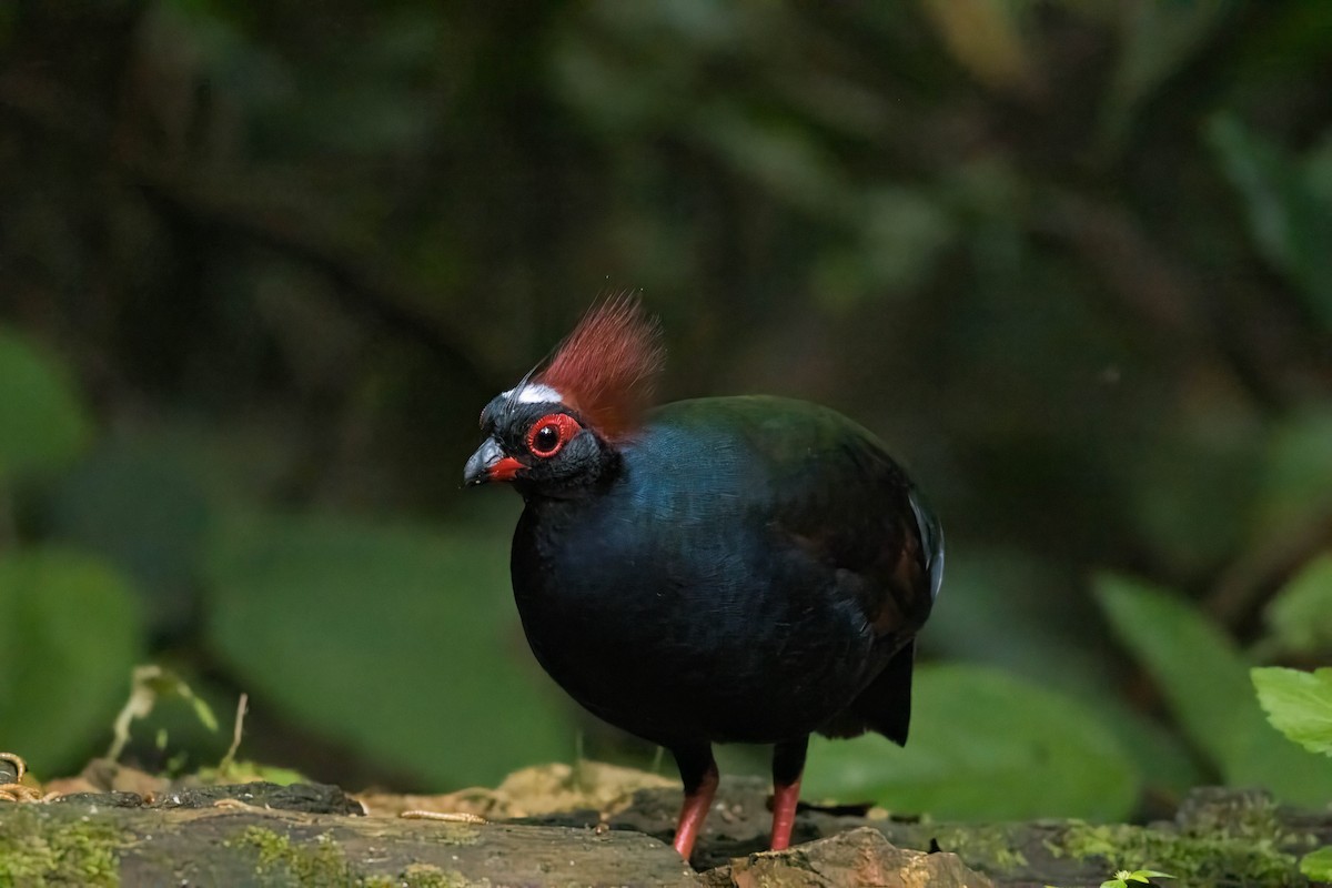 Crested Partridge - ML623872506