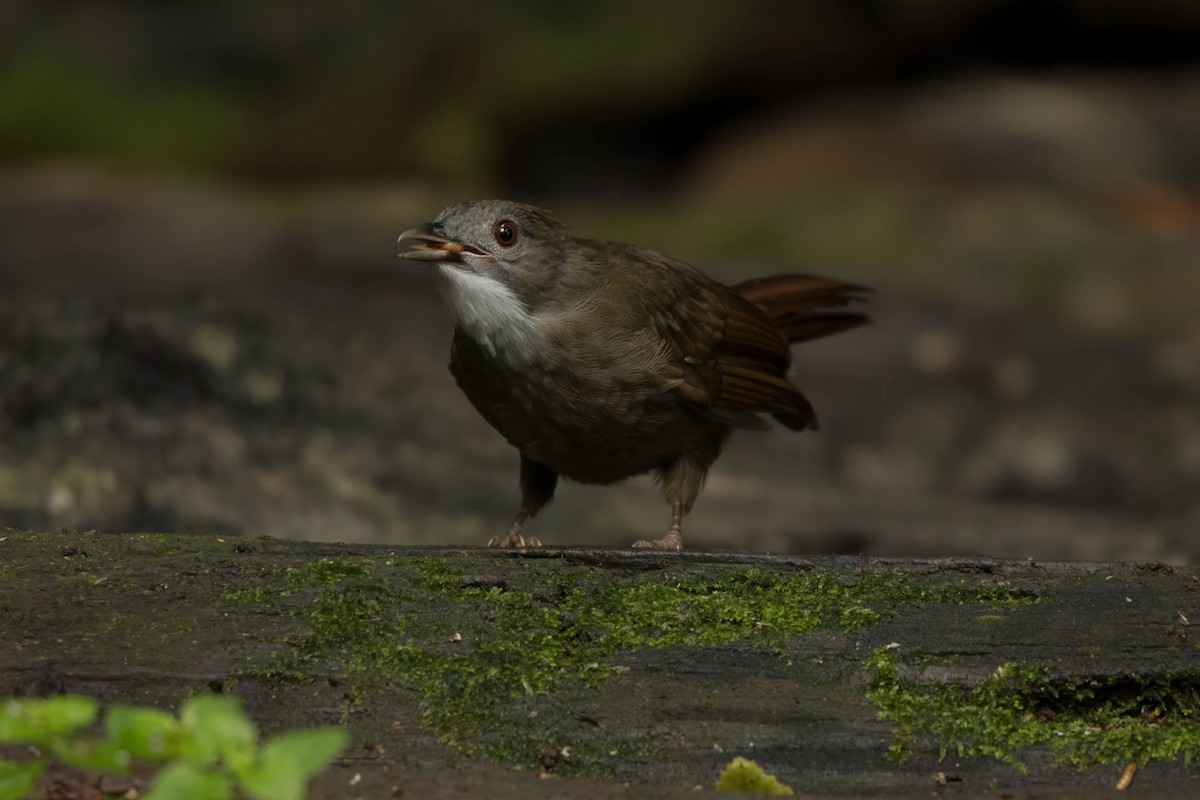 Penan Bulbul - egg man