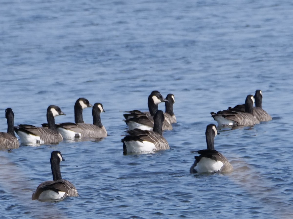 berneška malá (ssp. hutchinsii) - ML623872557