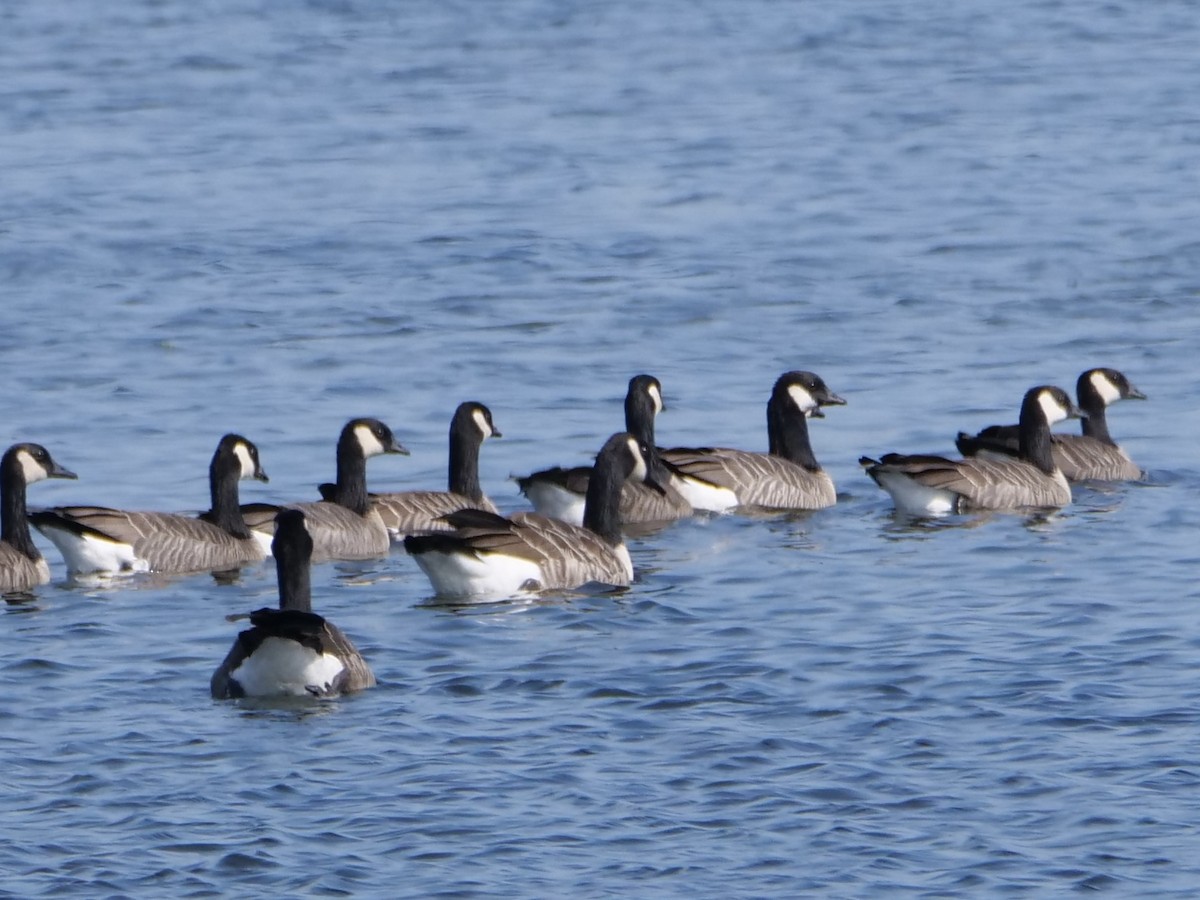 Cackling Goose (Richardson's) - ML623872558