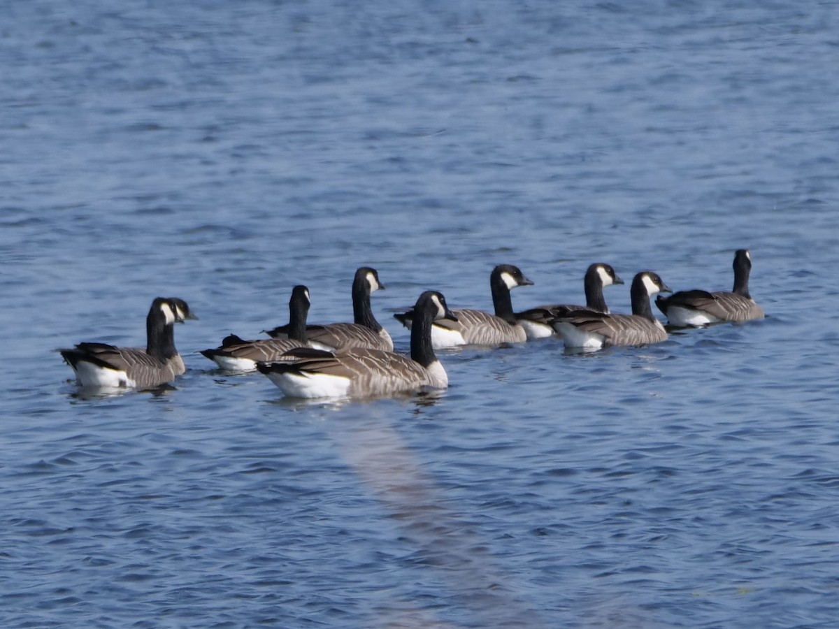 Cackling Goose (Richardson's) - ML623872562