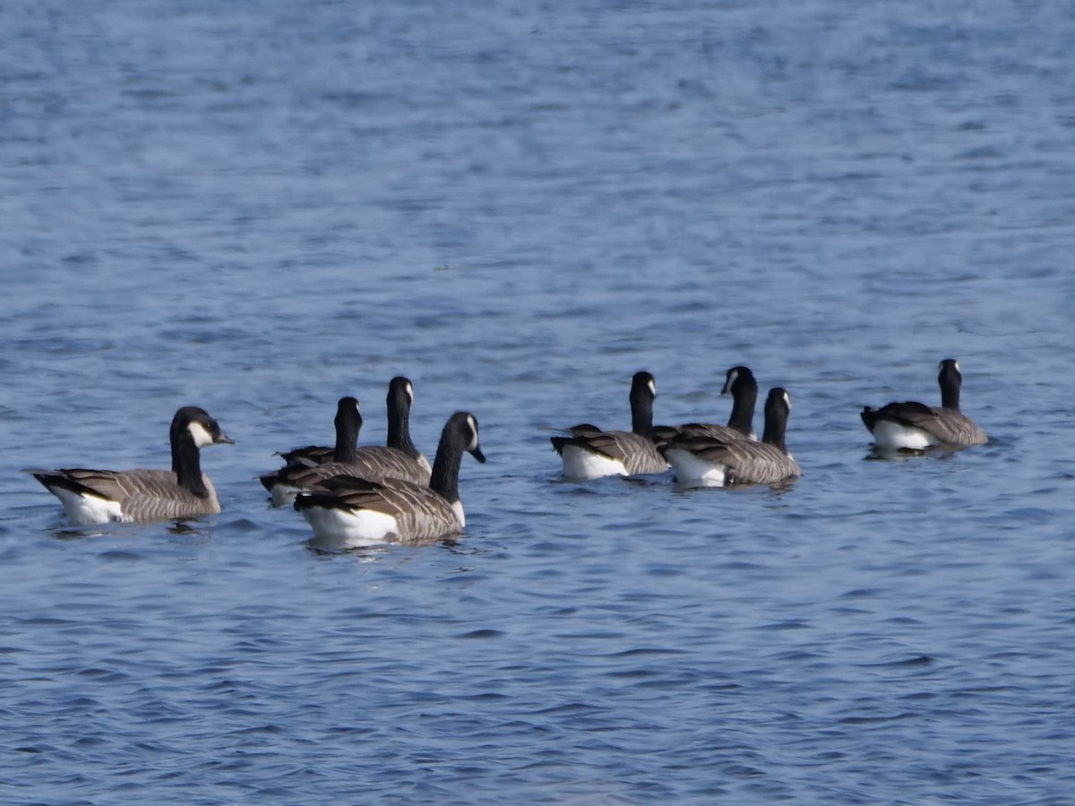 Cackling Goose (Richardson's) - ML623872563